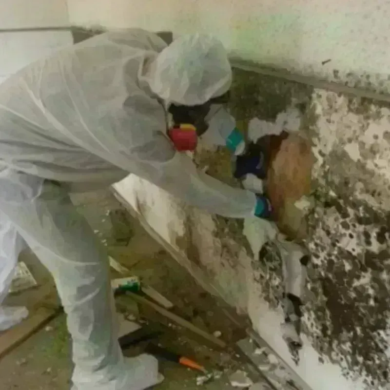 Mold Remediation and Removal in Langley, WA